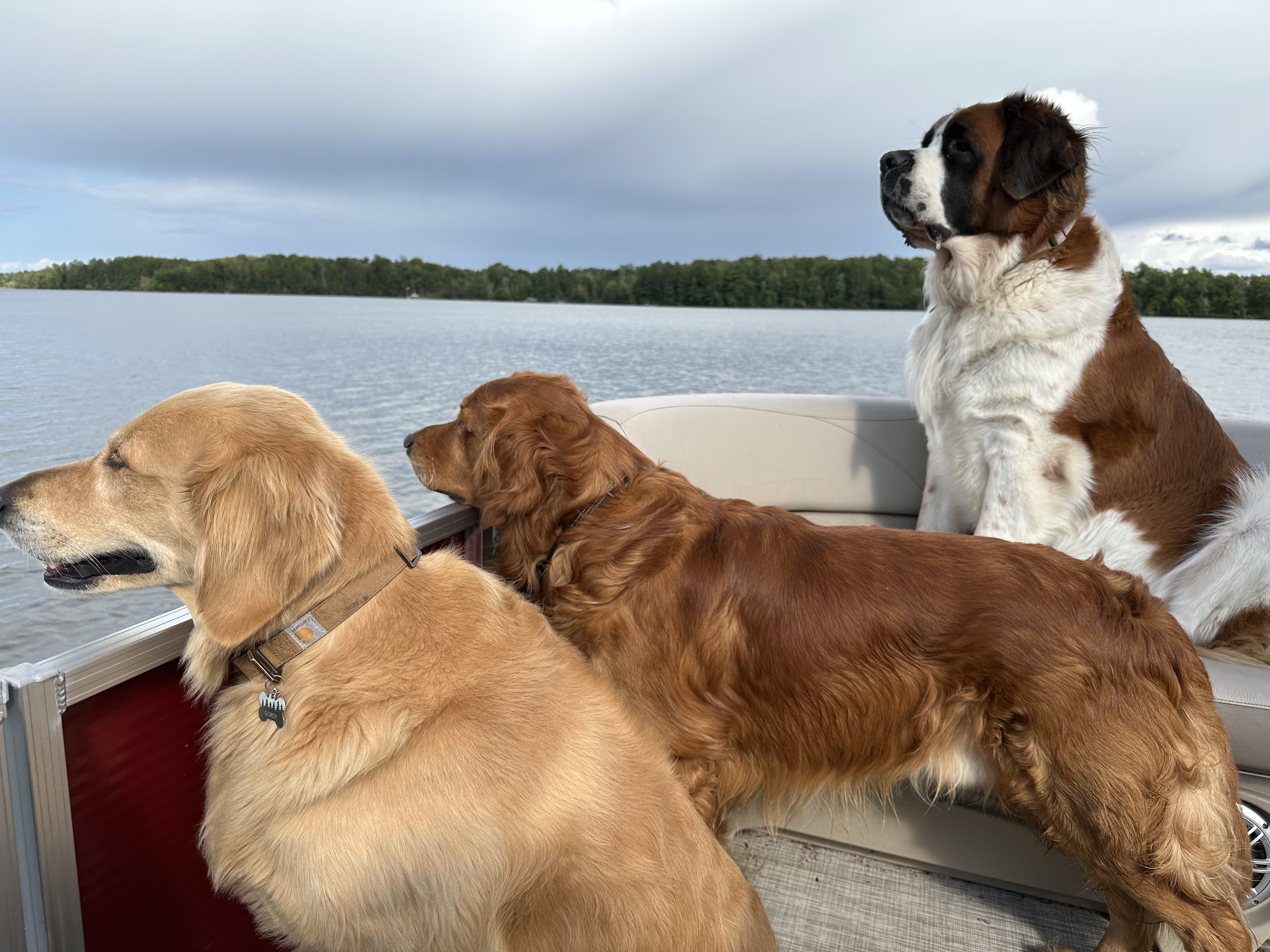 Family with puppies