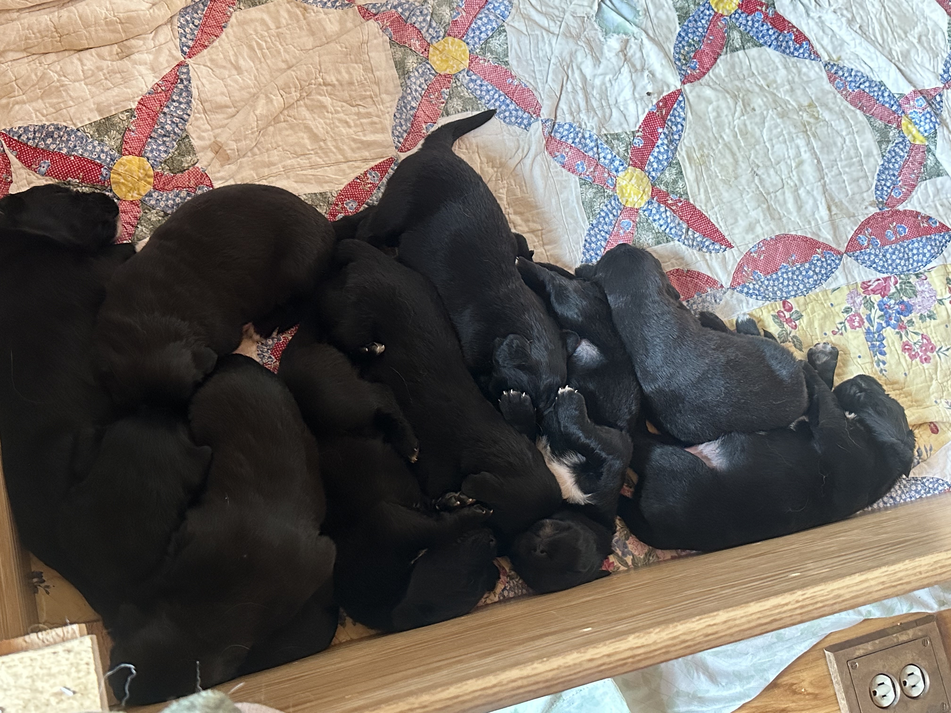 The puppies, just over three weeks old