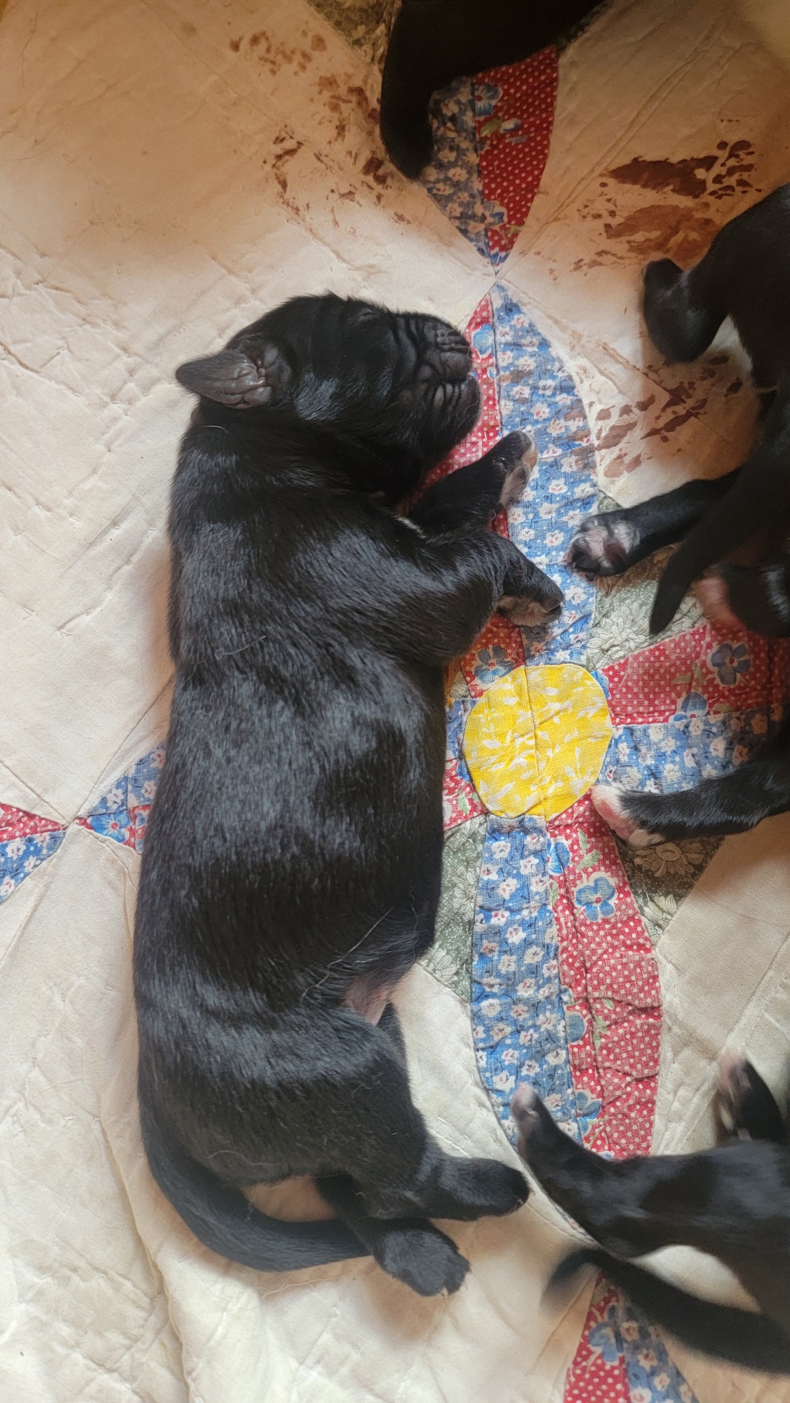 Cozy puppy pile on November 1 update