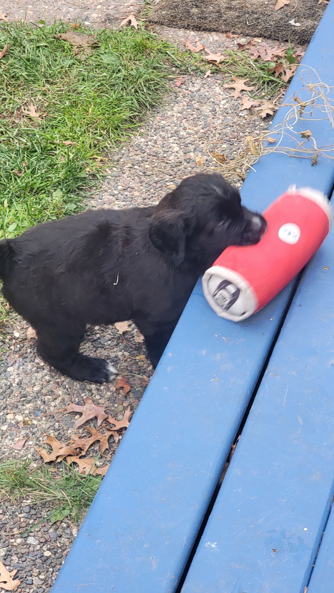 Curious puppy looking up during playtime