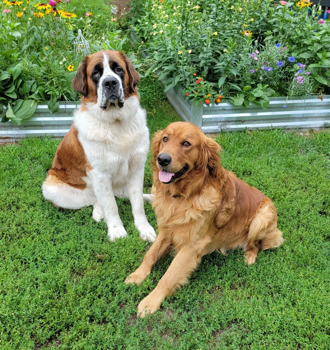 Golden/Saint Bernard mix puppy