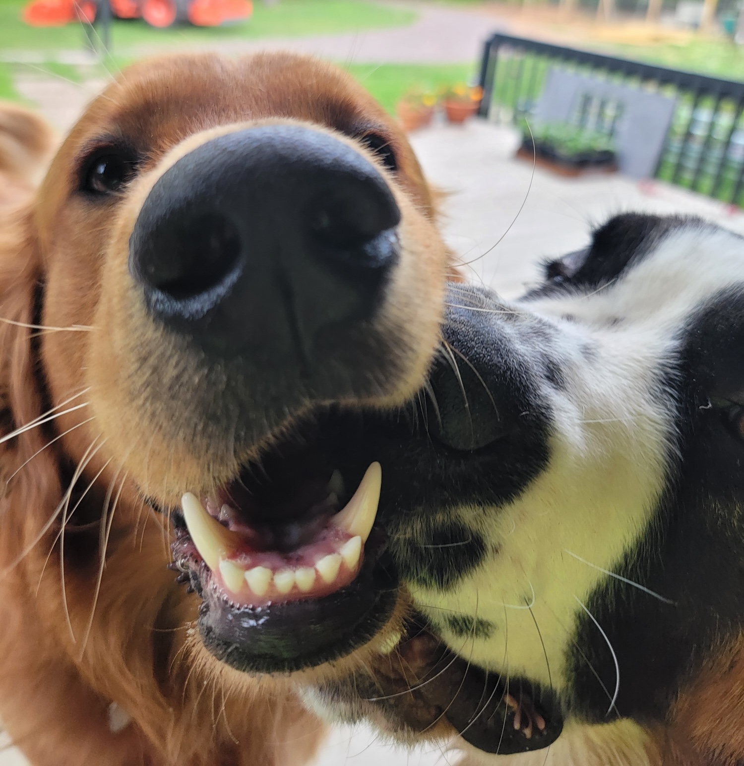 Happy puppy outdoors