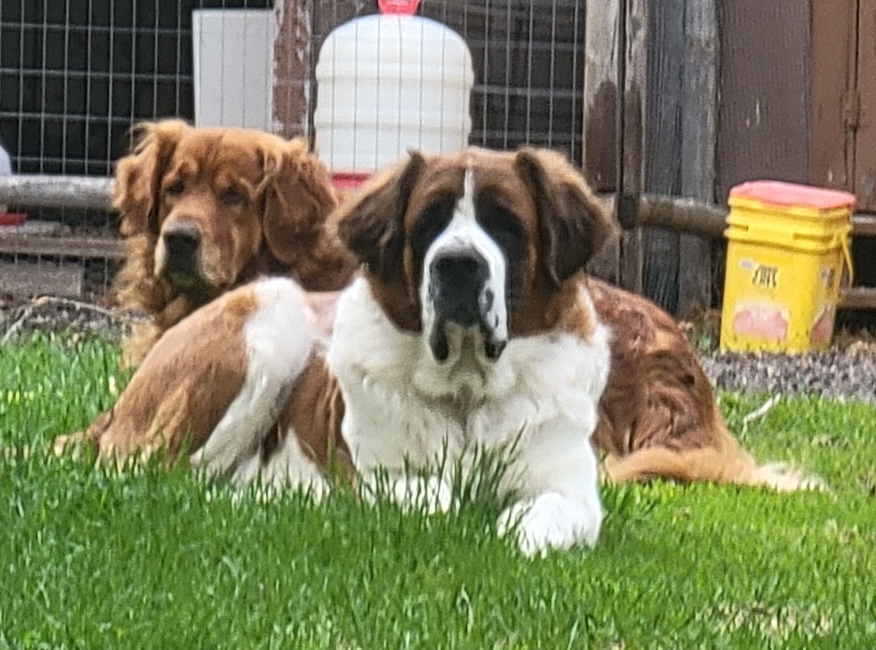 Puppy snuggling