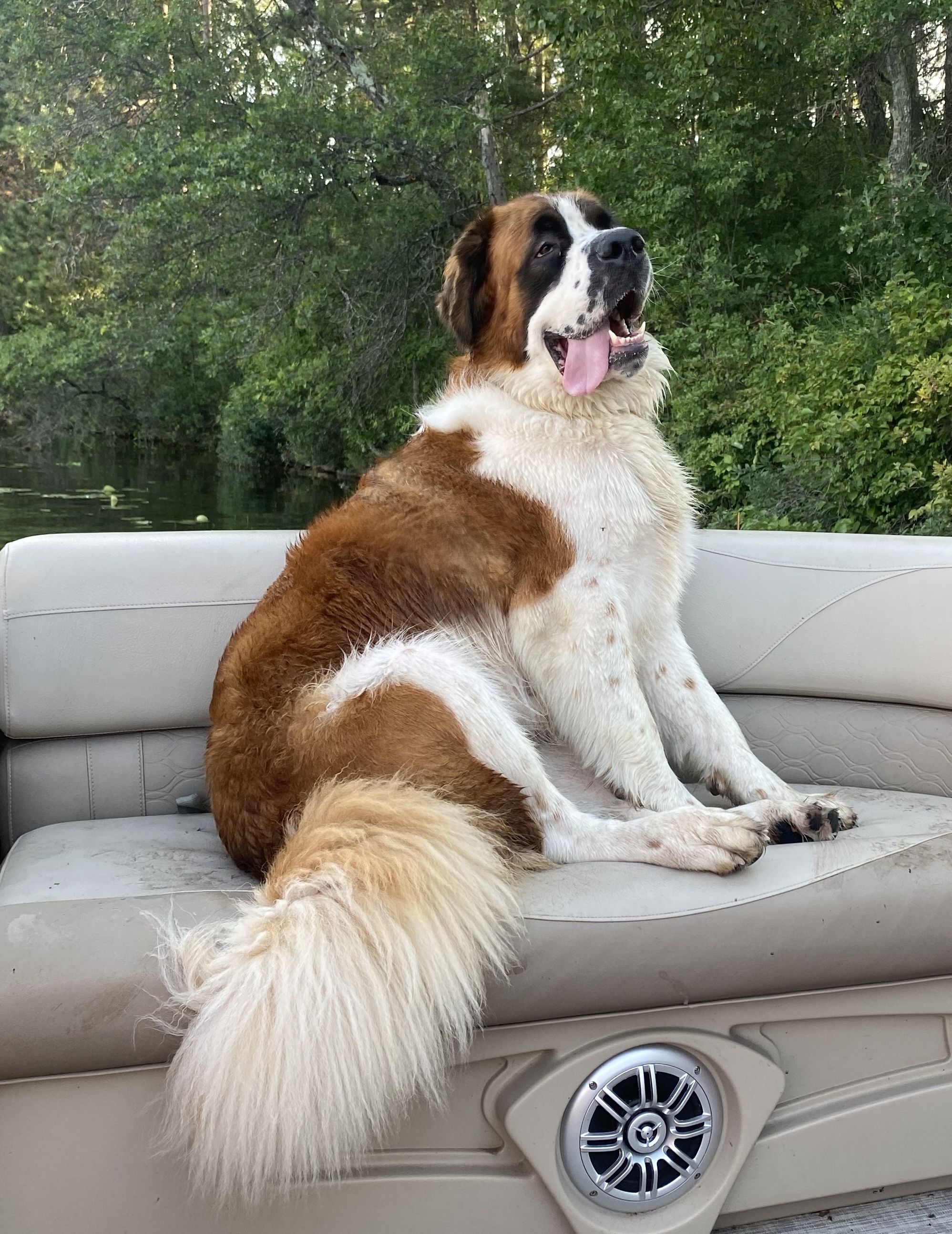 Lena the St. Bernard