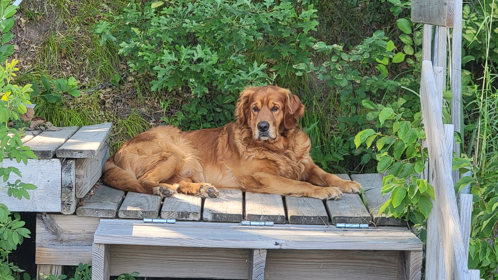 Norse the Golden Retriever