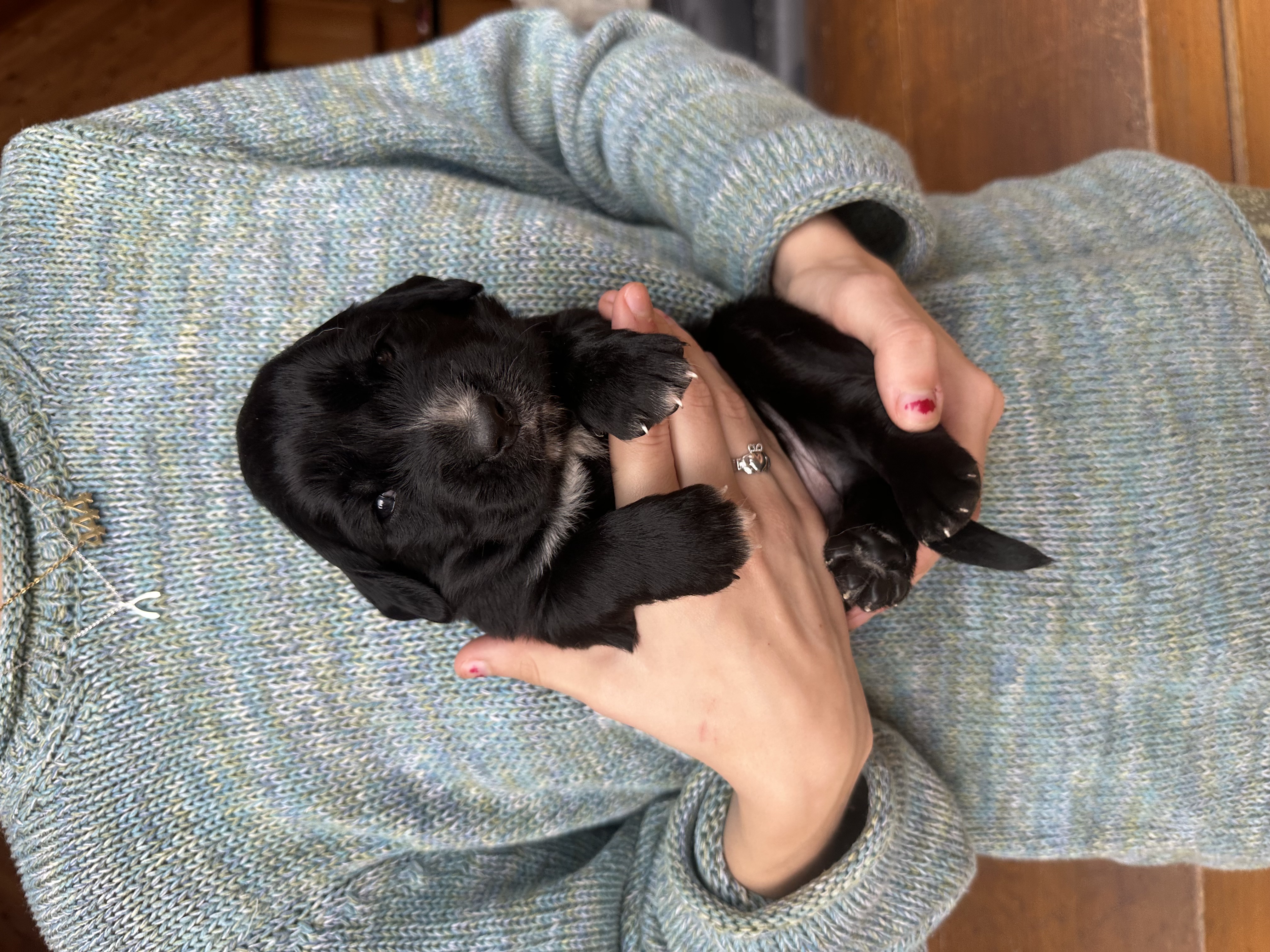 Puppy Kjell