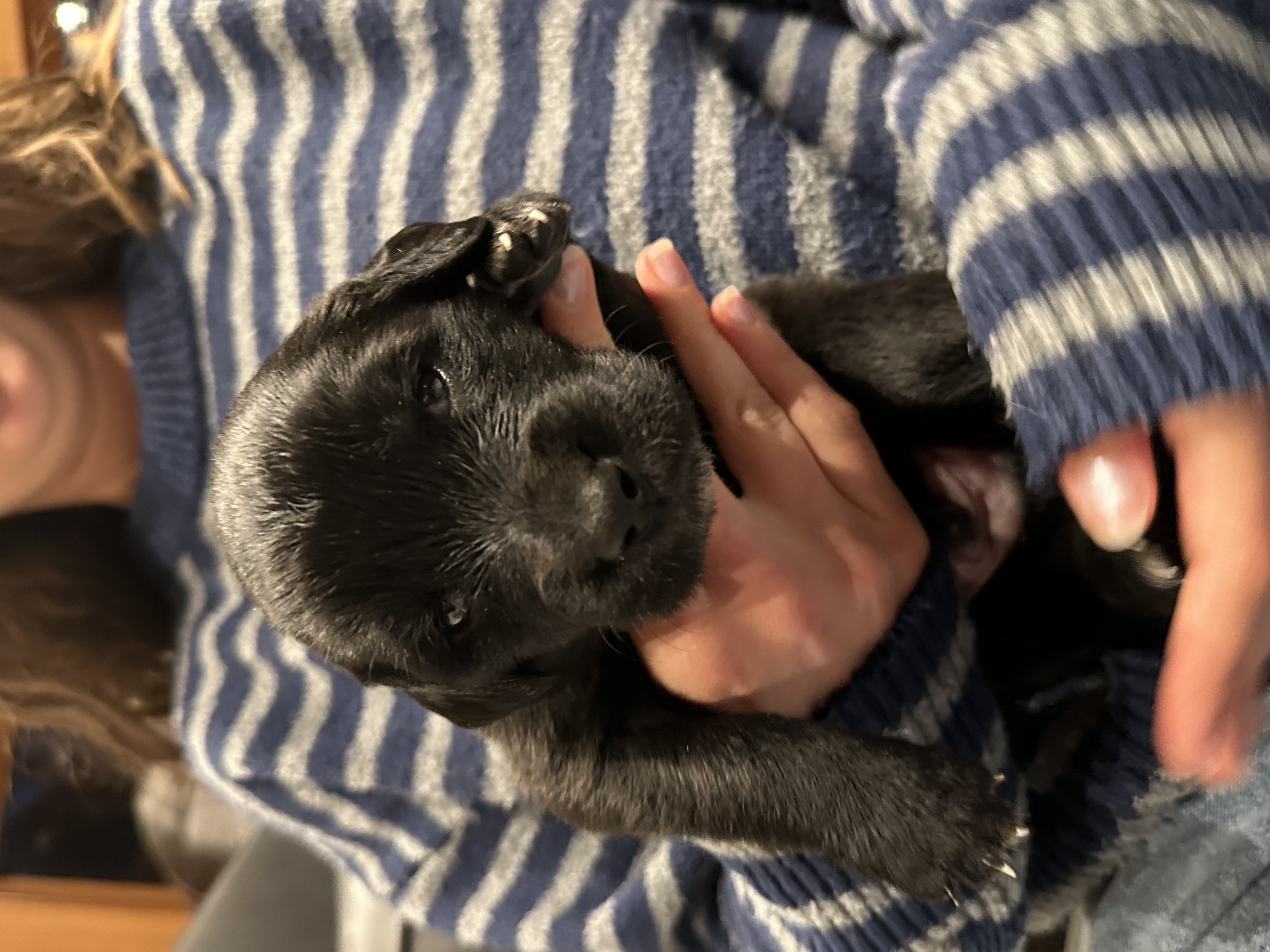 Puppy Sven