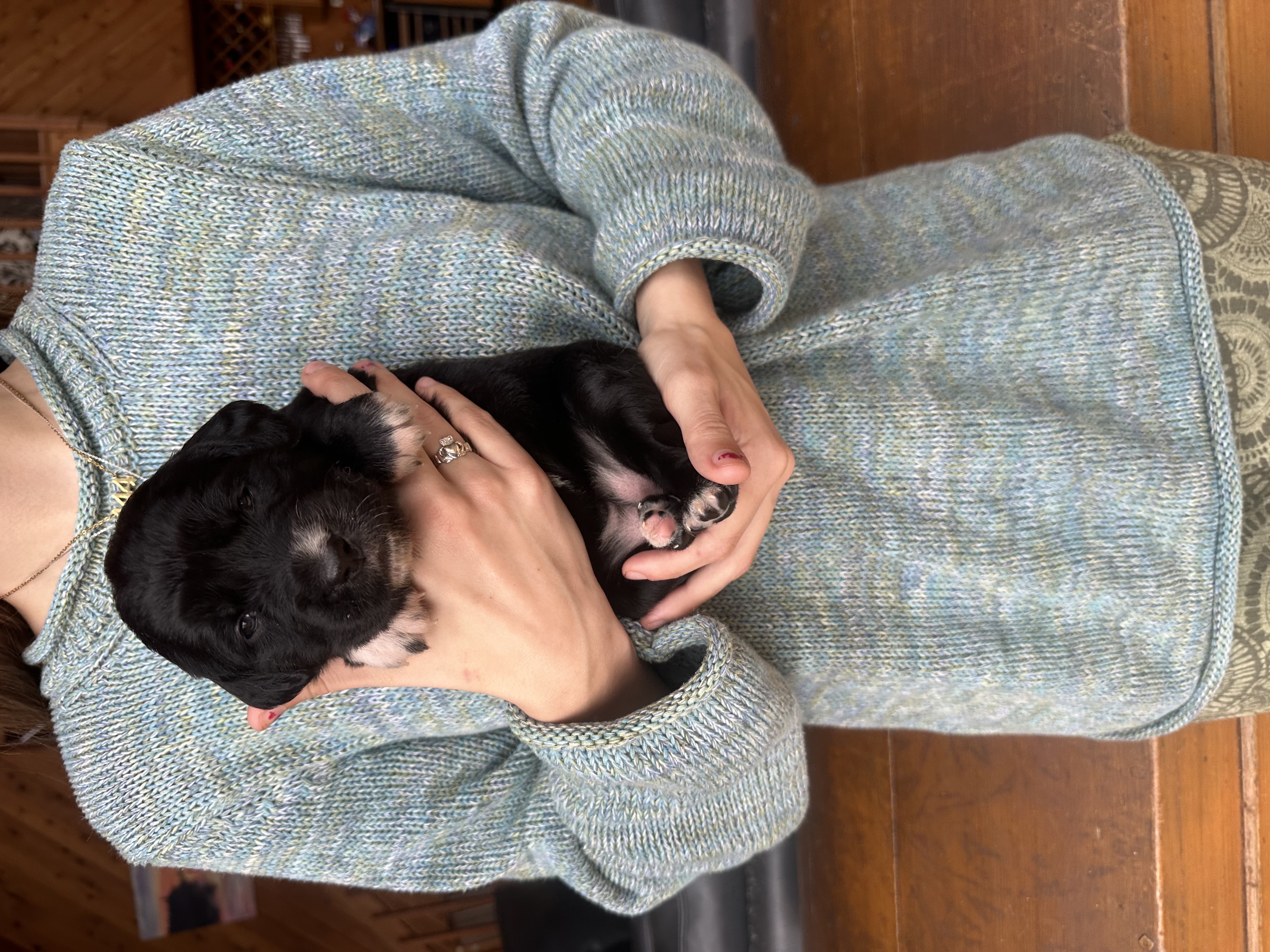 Puppy Haldis