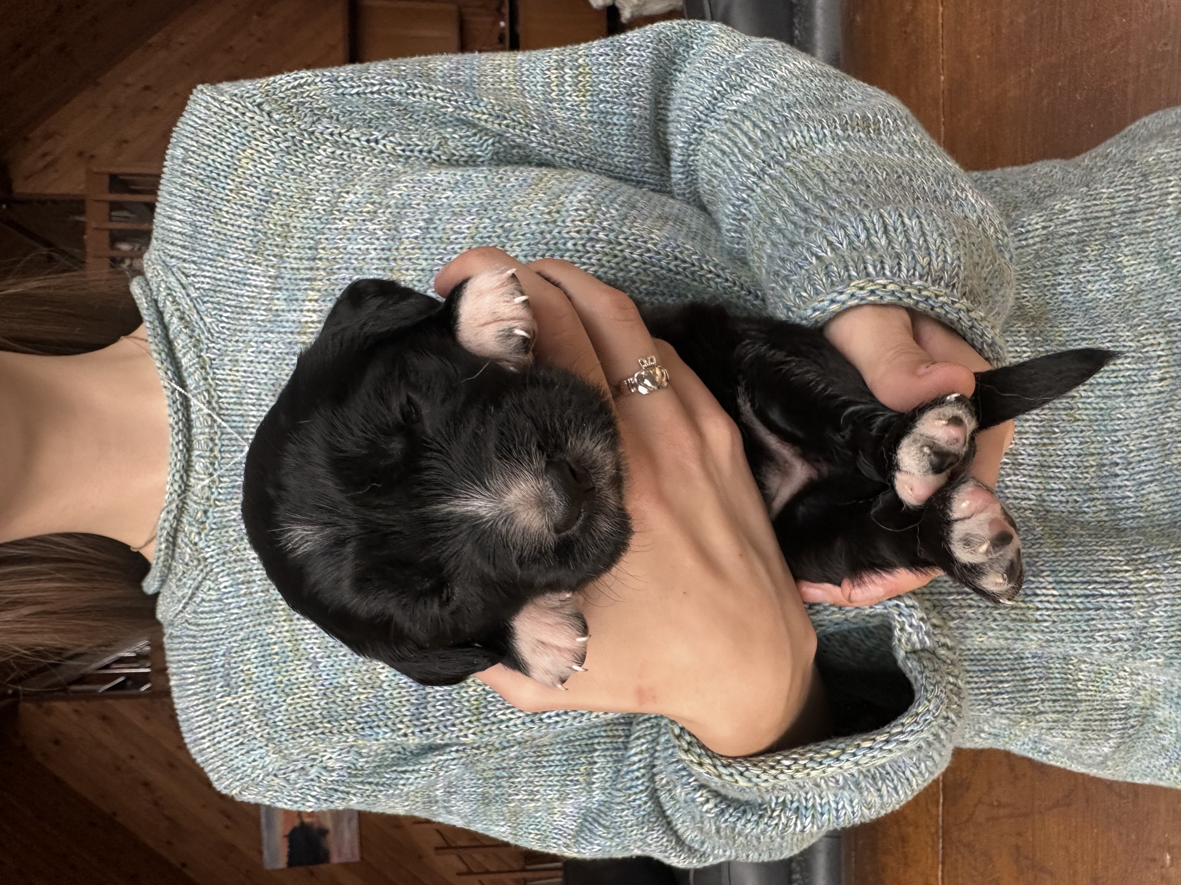 Puppy Hilda
