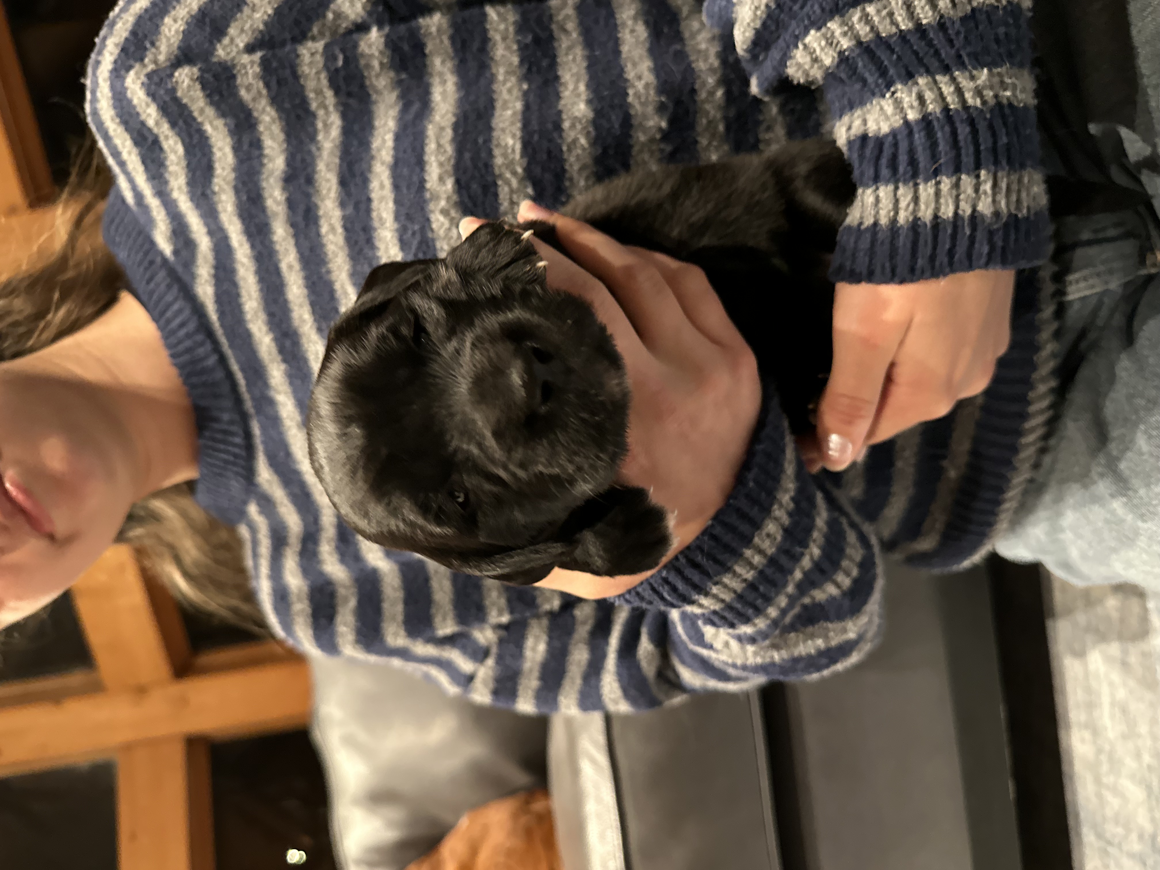 Puppy Bjorn