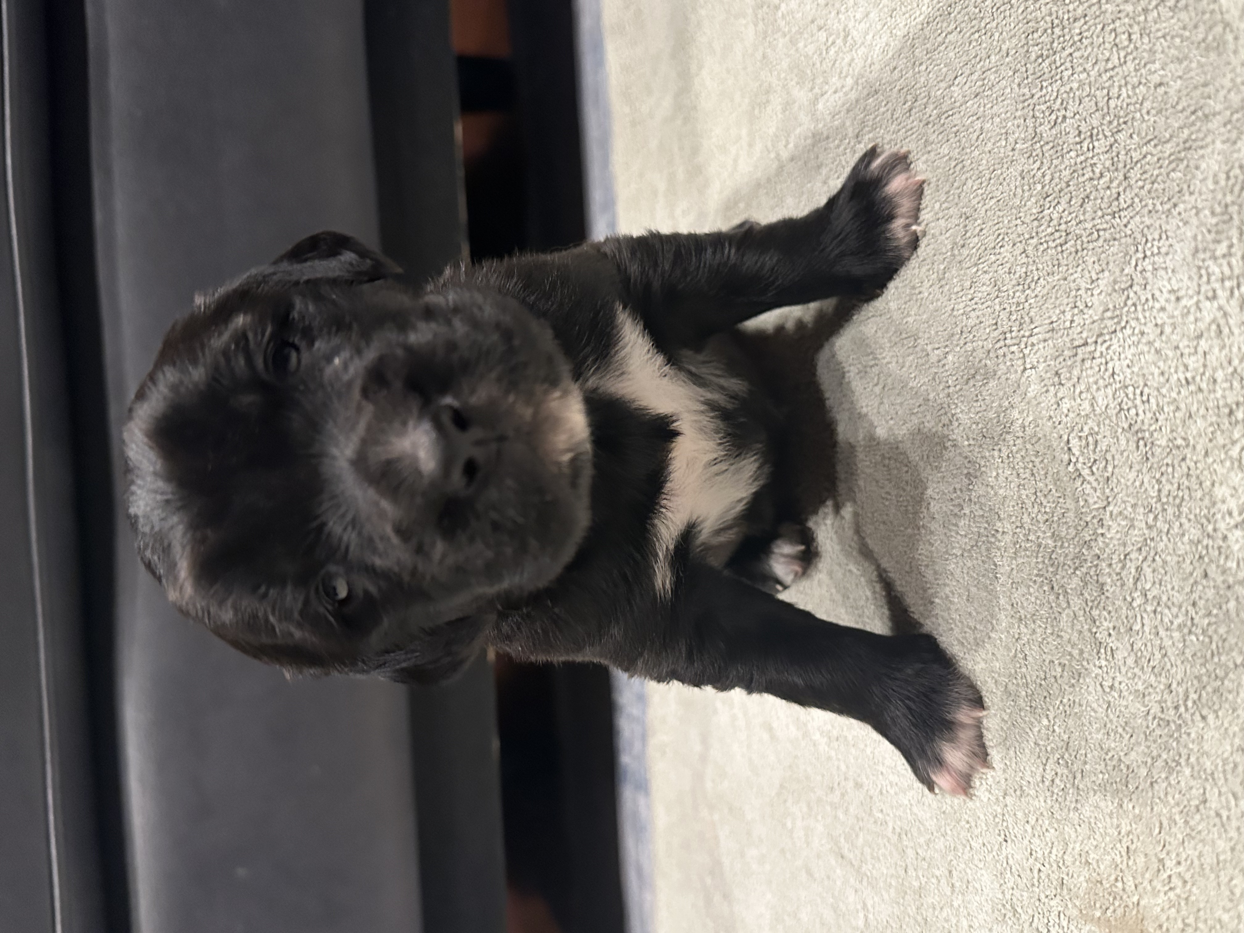 Puppy Gertrude