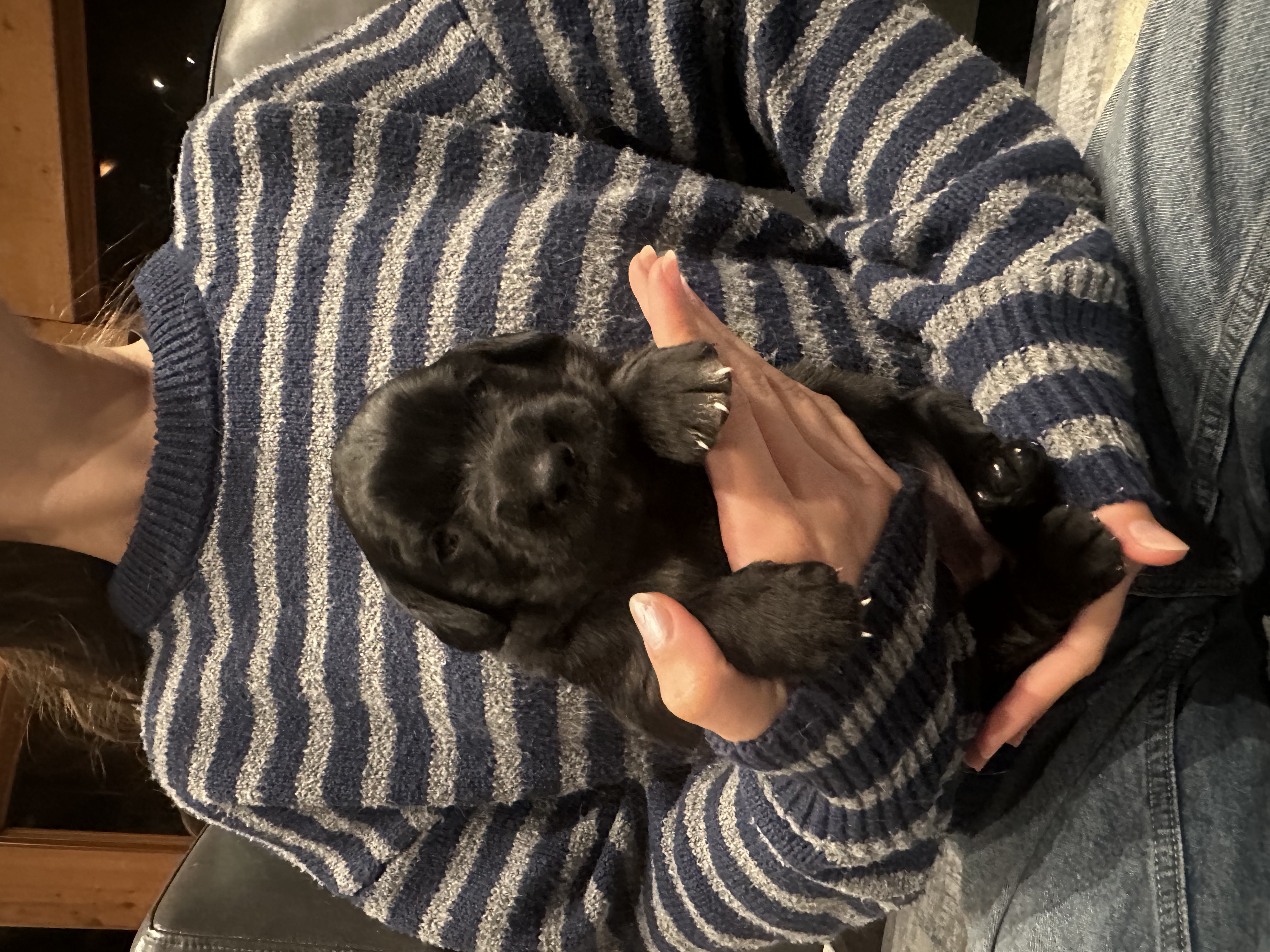 Puppy Frida