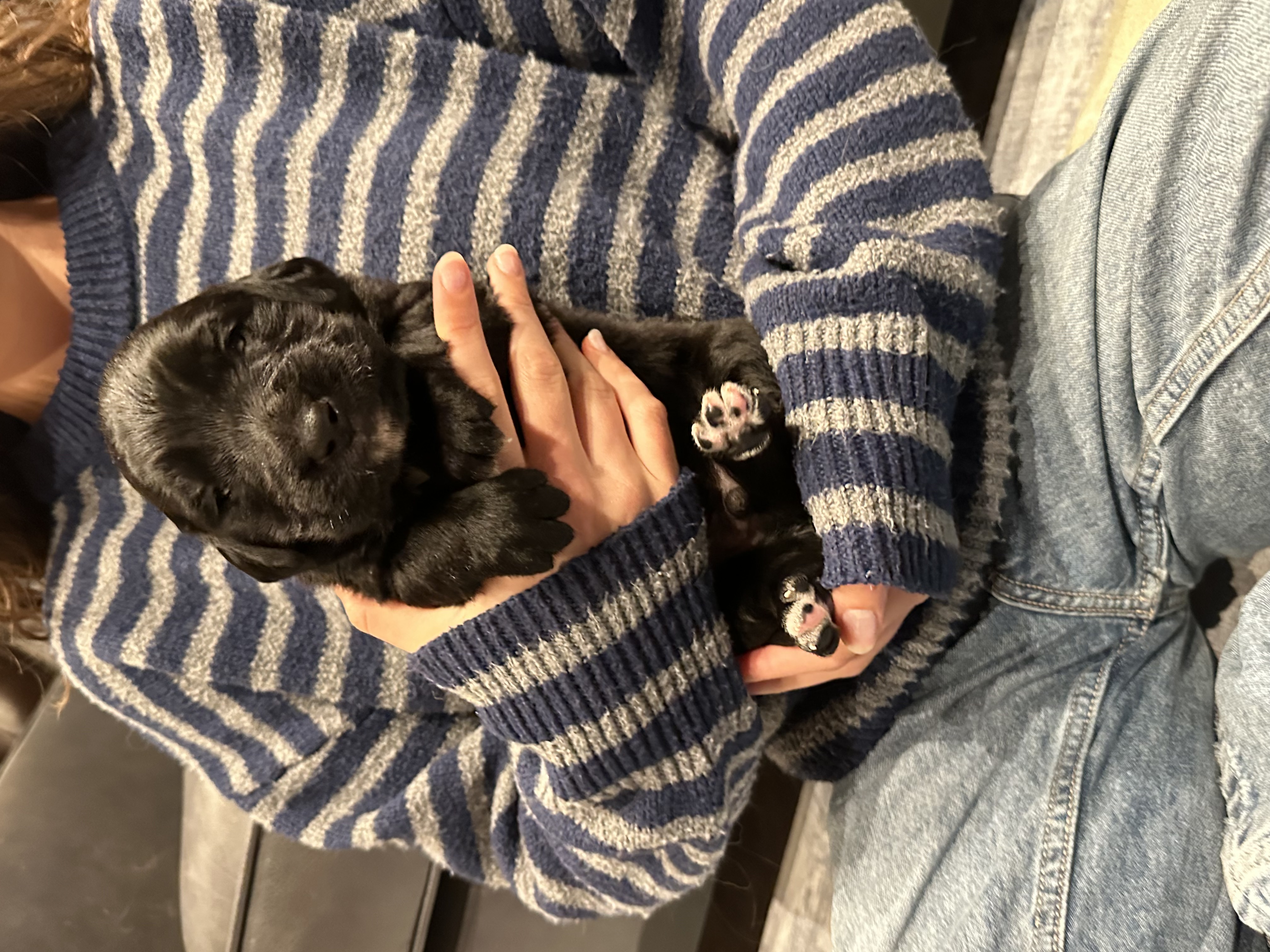 Puppy Othar